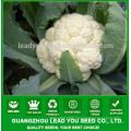 JCF13 Duofu heat resistant hybrid cauliflower seeds in vegetable seeds